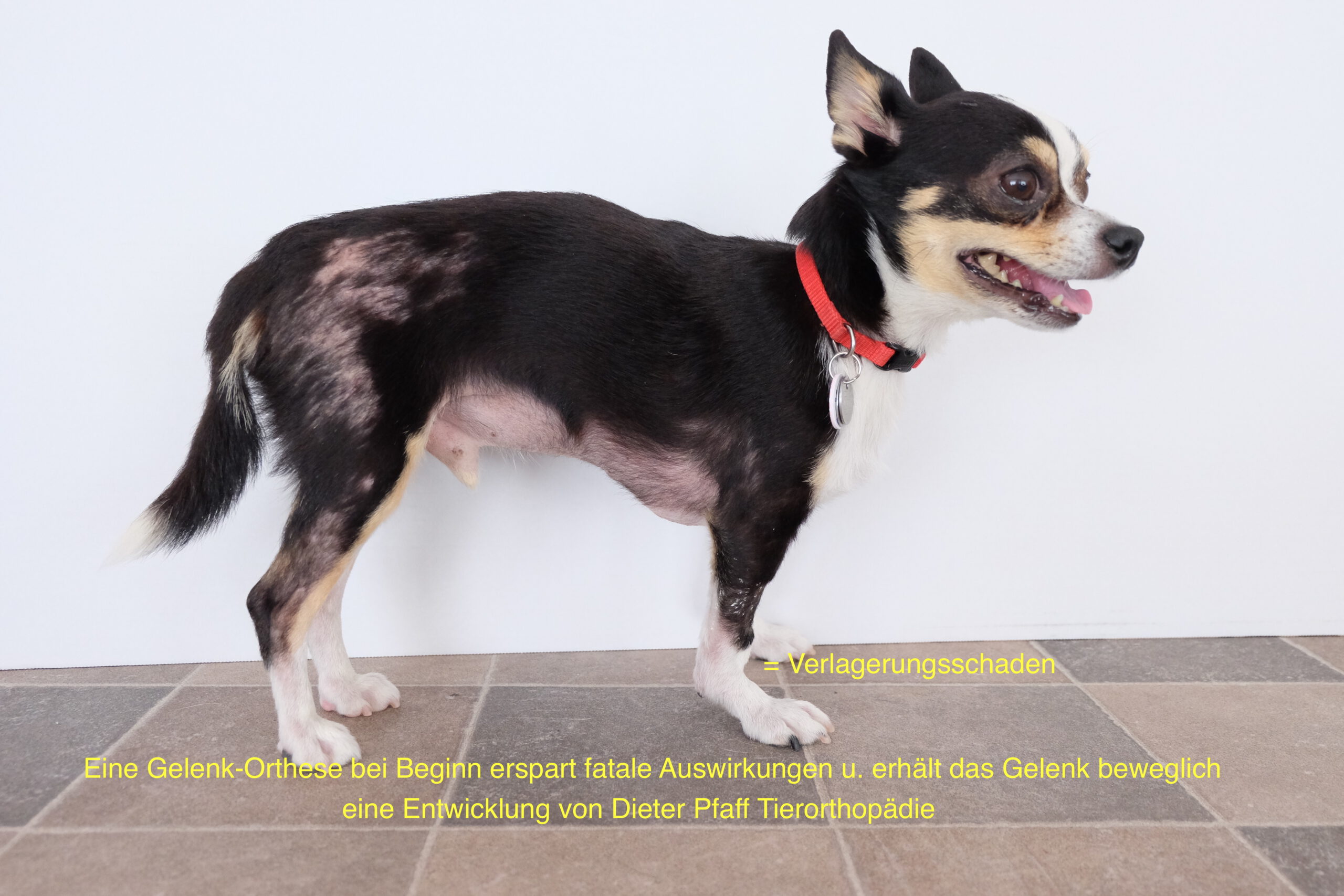 ChihuahuaVR_DT
