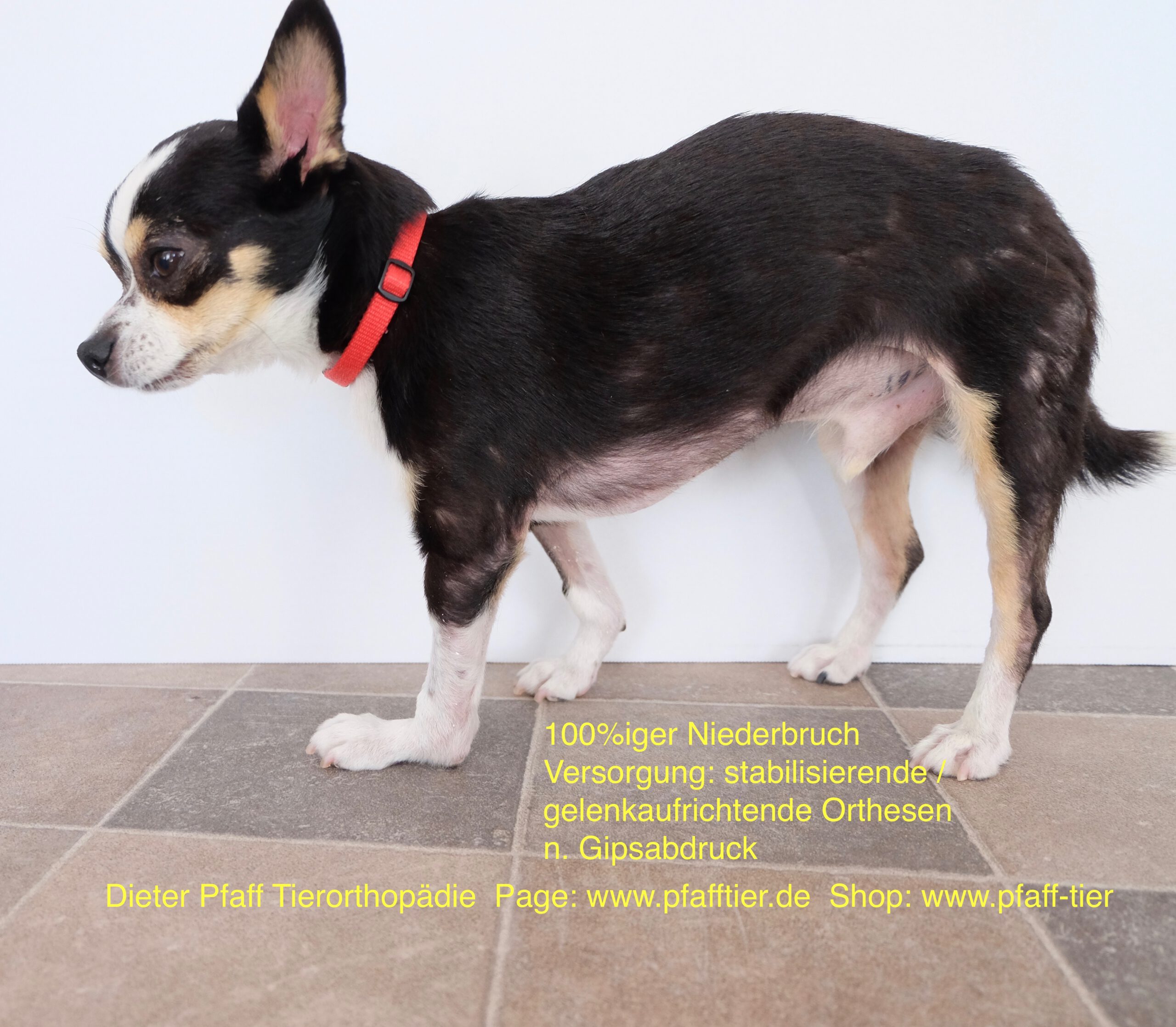 Chihuahua_VL_DT