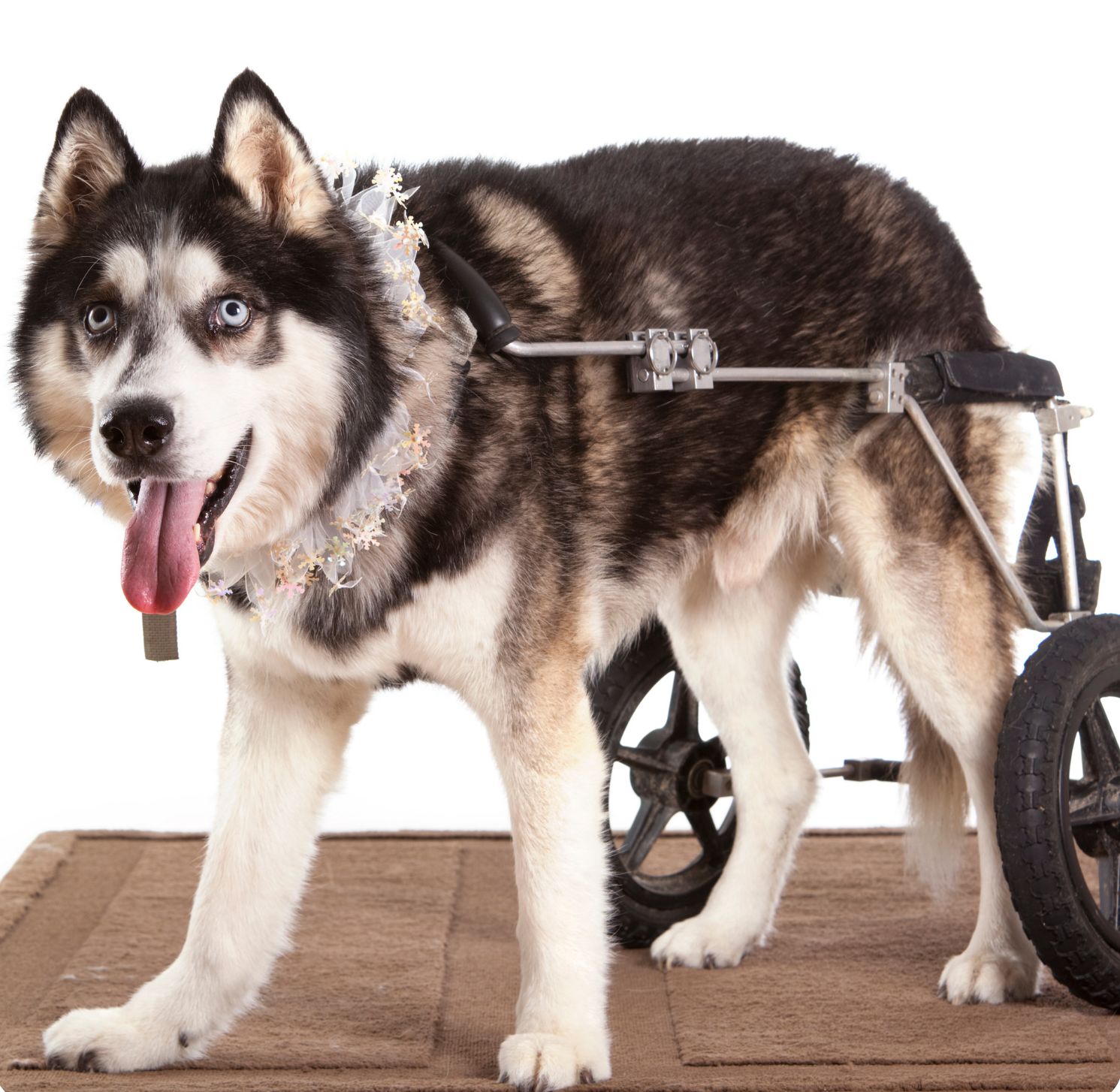 Hund im Rollwagen 10