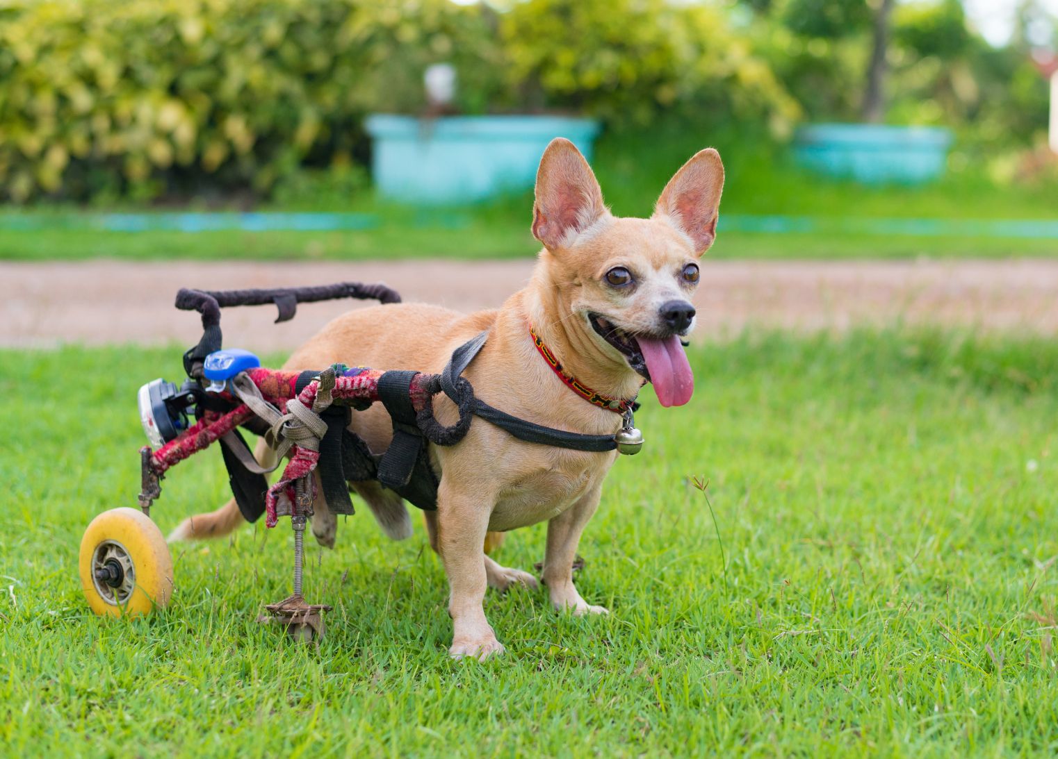 Hund mit Rolli 4