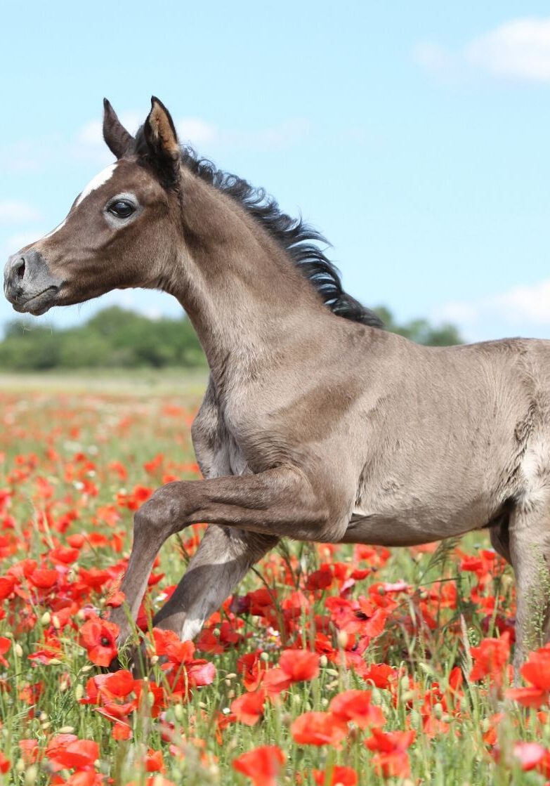 Fohlen im Mohn Fohlen im Mohn